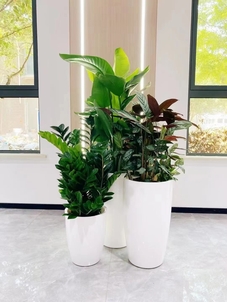 快来瞧！宁波杭州湾花木租摆服务超出色！